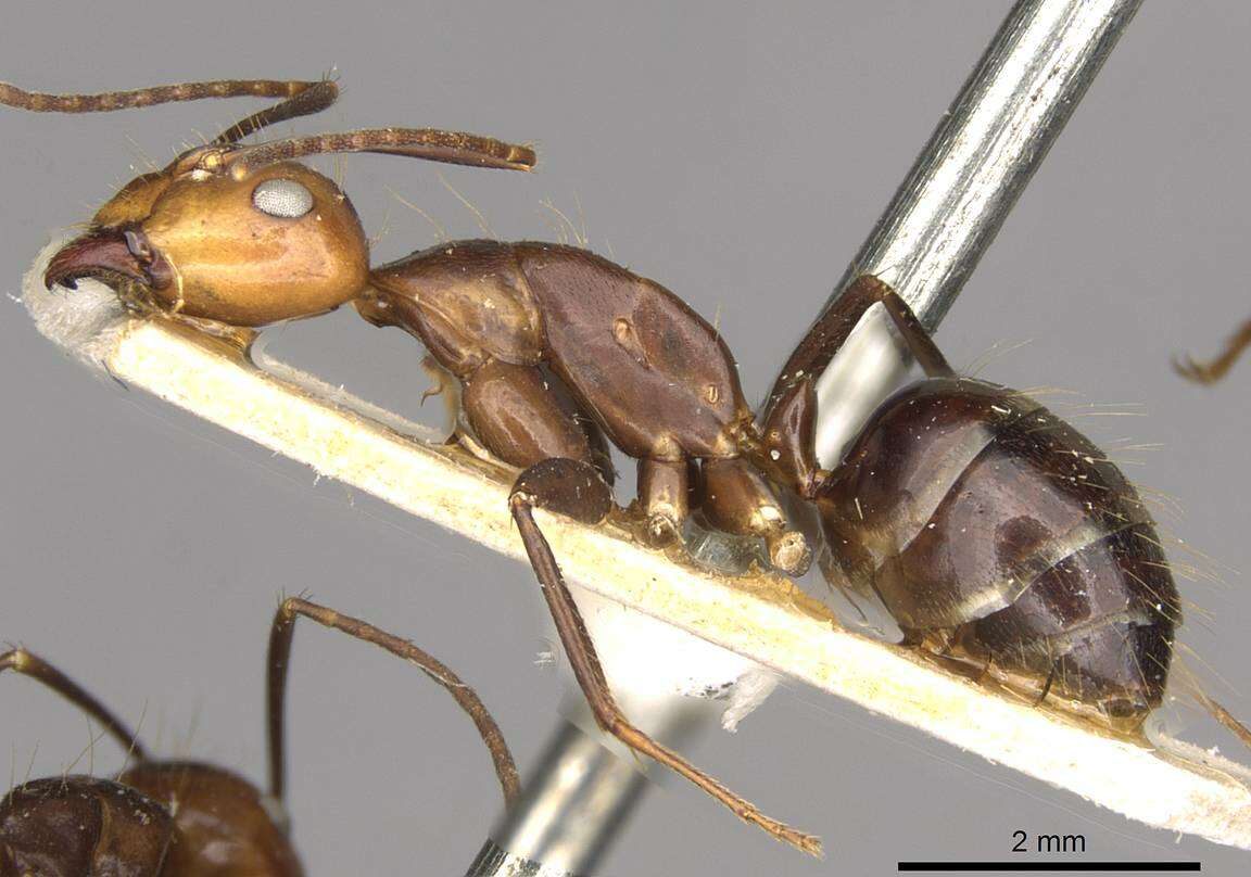 Imagem de Camponotus maxwellensis Forel 1913