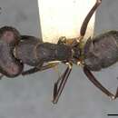 Image of Camponotus odiosus Forel 1886