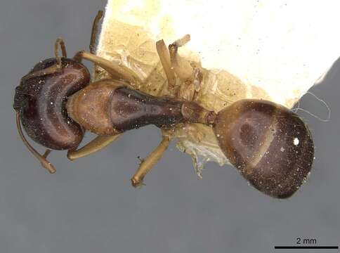 Image of Camponotus discors Forel 1902