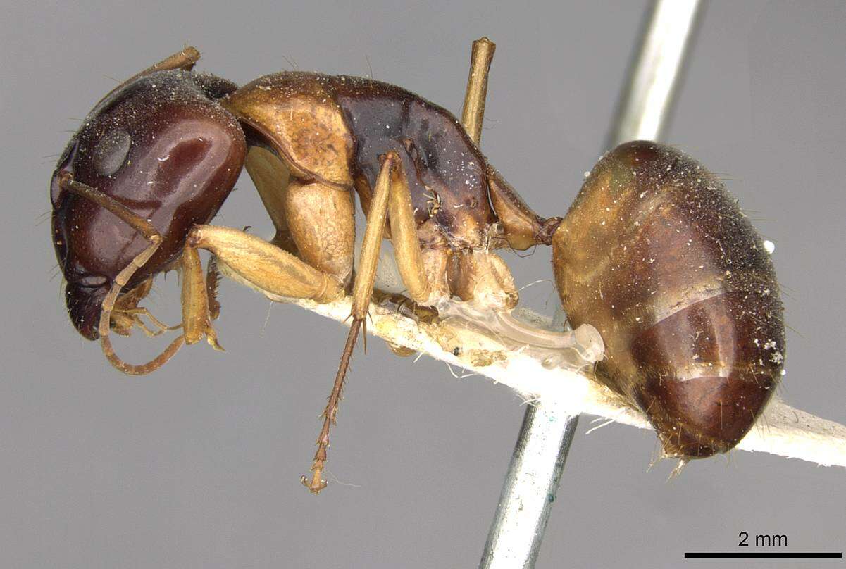 Image of Camponotus discors Forel 1902