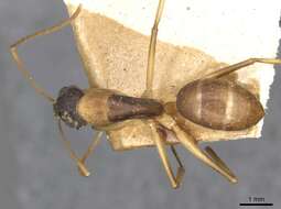 Image of Camponotus discors Forel 1902