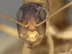 Image of Camponotus discors Forel 1902