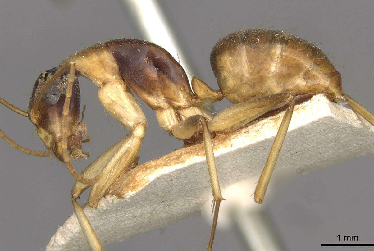 Image of Camponotus discors Forel 1902