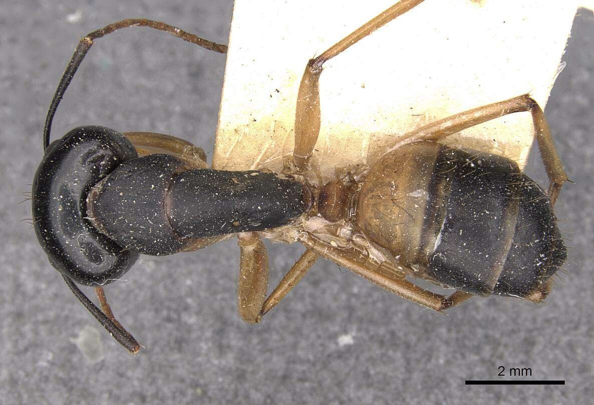 Plancia ëd Camponotus consobrinus (Erichson 1842)