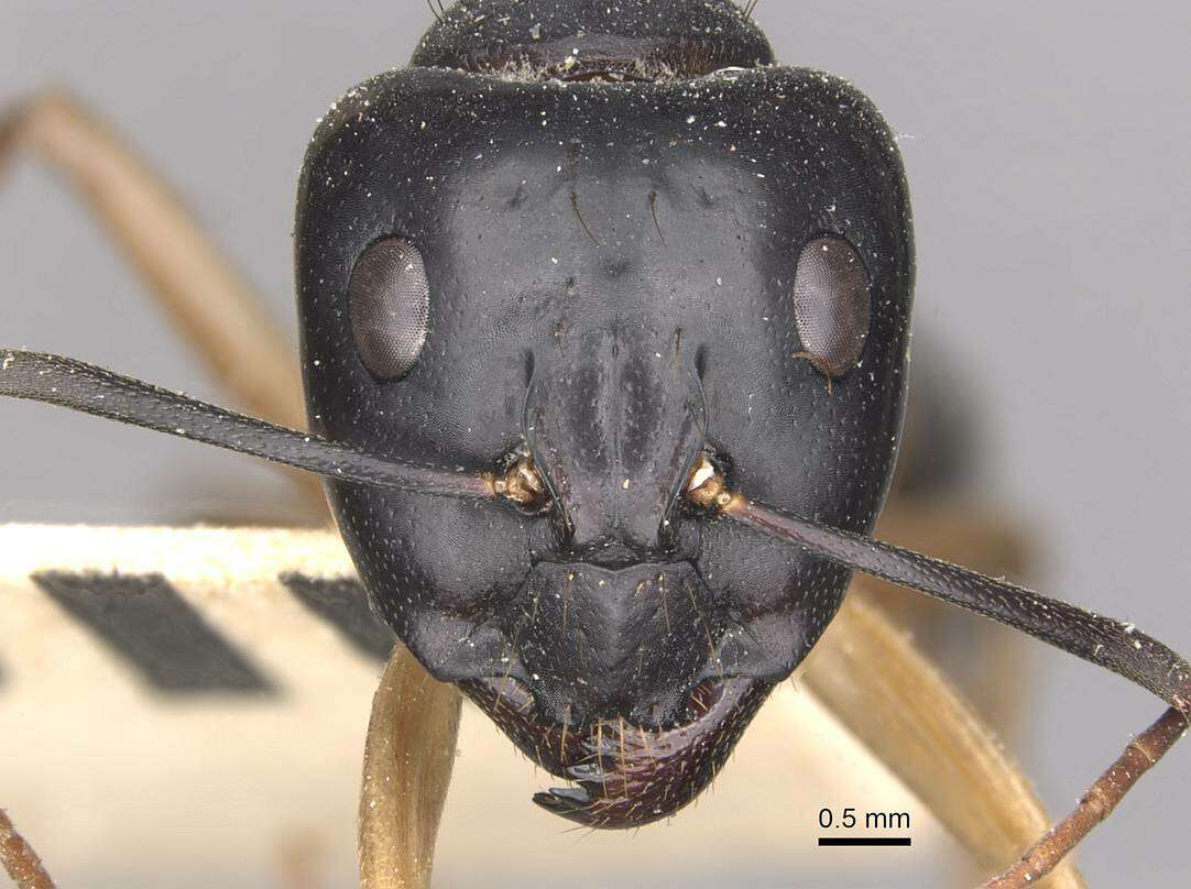 Plancia ëd Camponotus consobrinus (Erichson 1842)