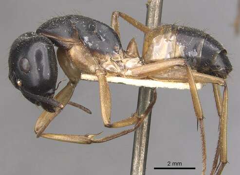 Plancia ëd Camponotus consobrinus (Erichson 1842)