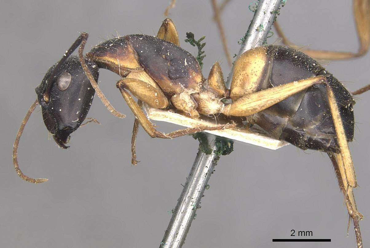 Plancia ëd Camponotus consobrinus (Erichson 1842)