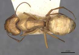 Imagem de Camponotus oasium Forel 1890