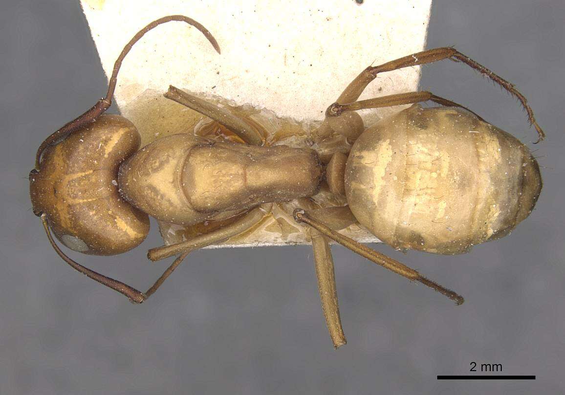 Imagem de Camponotus oasium Forel 1890