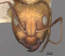 Image de Camponotus oasium Forel 1890