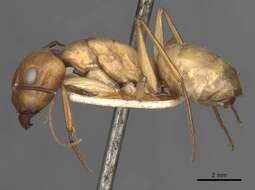 Image de Camponotus oasium Forel 1890