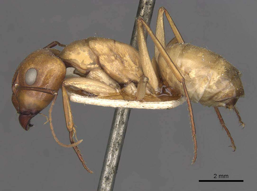 Imagem de Camponotus oasium Forel 1890