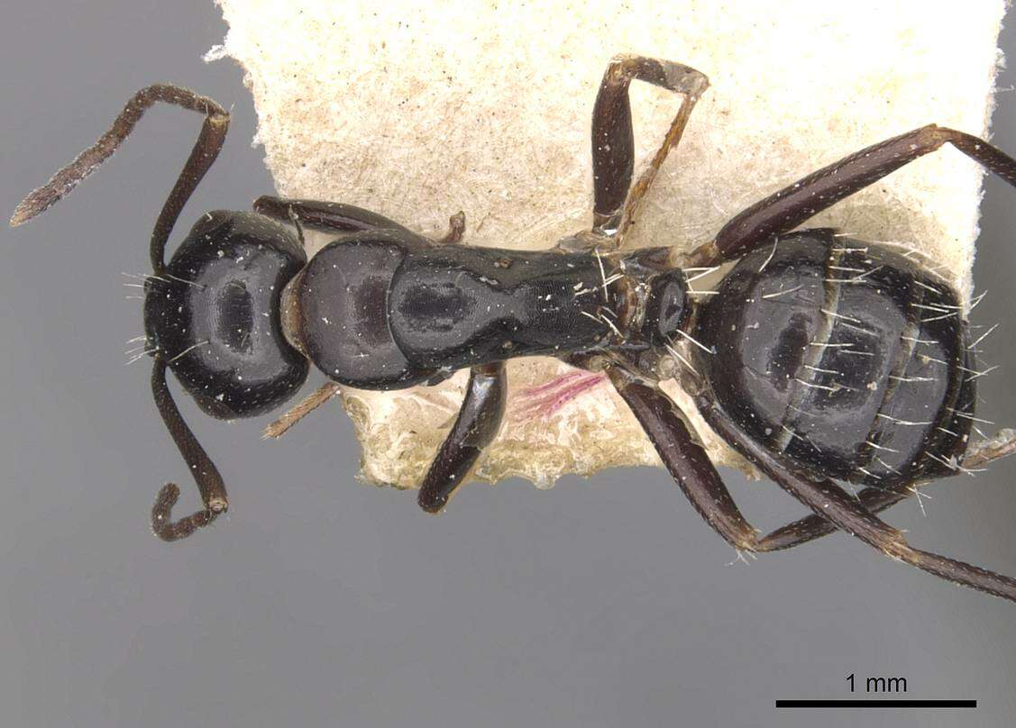 Image de Camponotus werthi Forel 1908