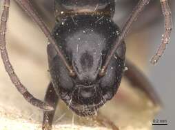 Image de Camponotus werthi Forel 1908