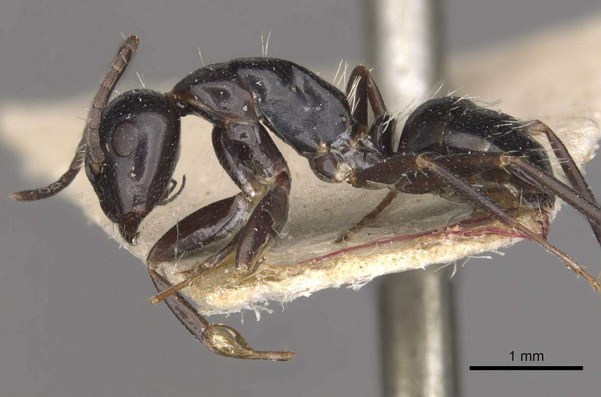 Image de Camponotus werthi Forel 1908