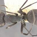 Plancia ëd Camponotus dolendus Forel 1892