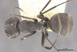 Plancia ëd Camponotus dolendus Forel 1892