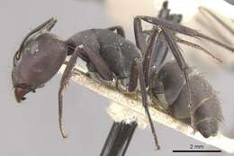 Plancia ëd Camponotus dolendus Forel 1892