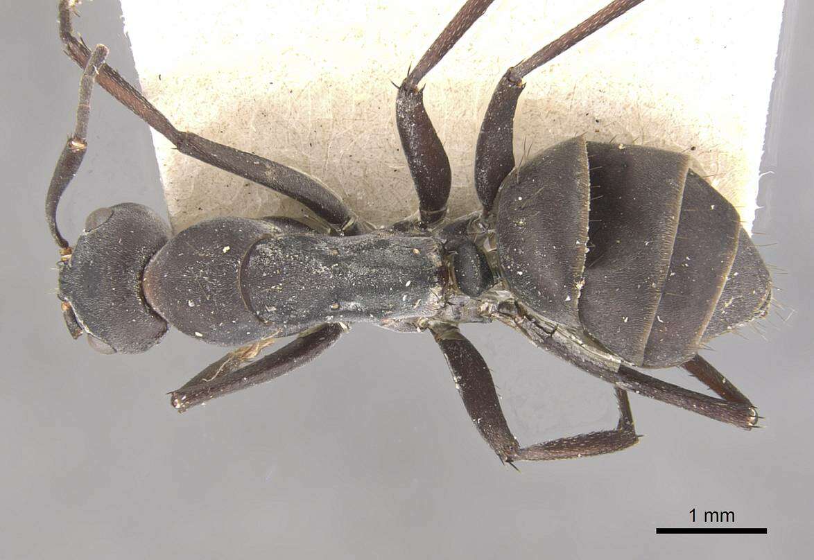 Plancia ëd Camponotus dolendus Forel 1892