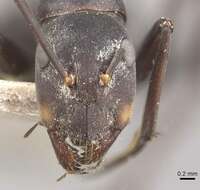 Plancia ëd Camponotus dolendus Forel 1892