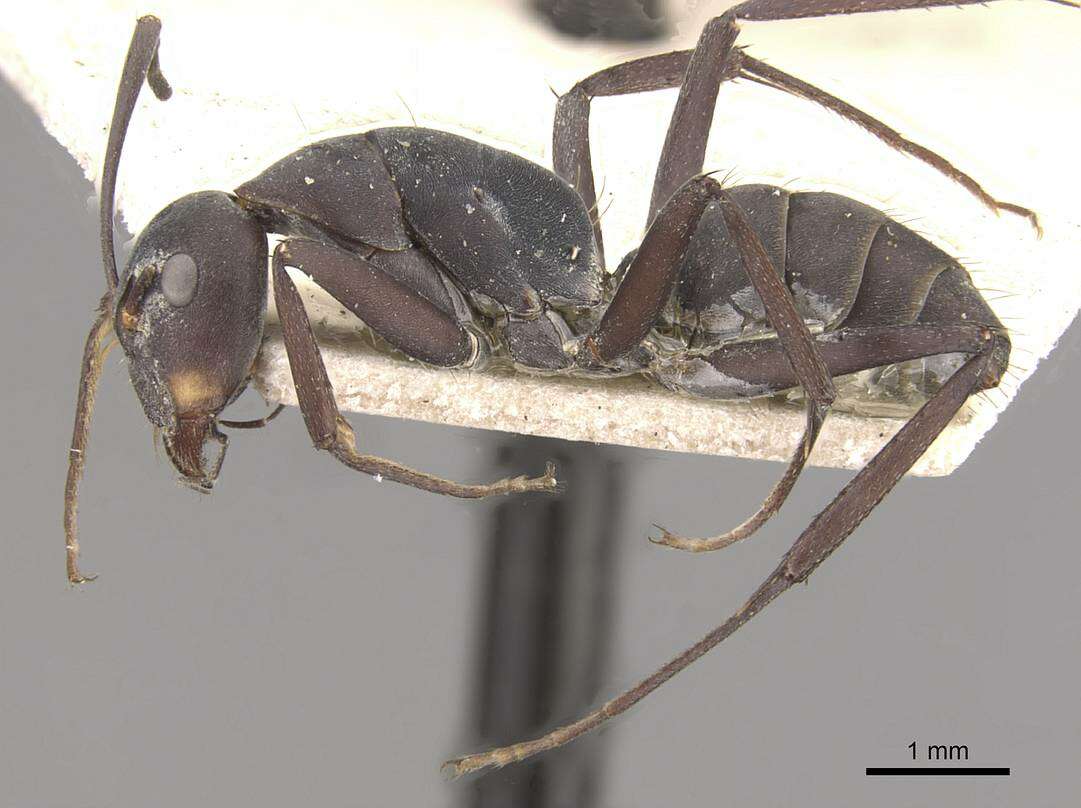 Plancia ëd Camponotus dolendus Forel 1892