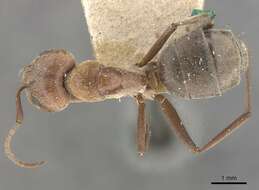 Imagem de Camponotus valdeziae Forel 1879