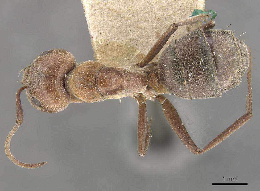 Imagem de Camponotus valdeziae Forel 1879