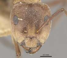 Imagem de Camponotus valdeziae Forel 1879