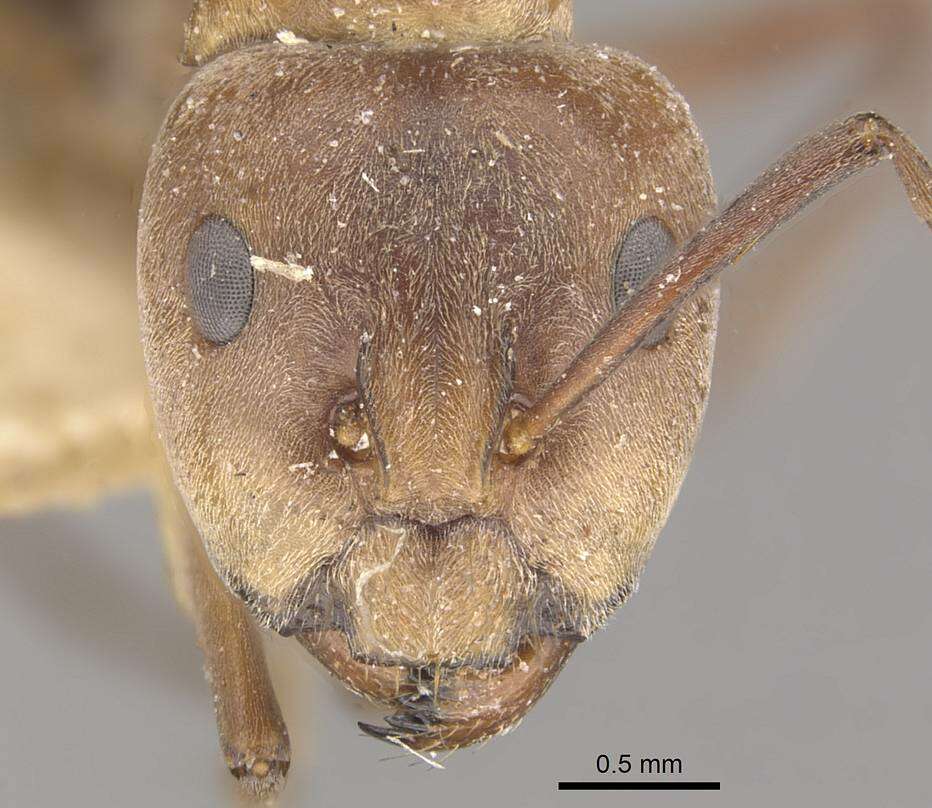 Imagem de Camponotus valdeziae Forel 1879