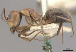 Imagem de Camponotus valdeziae Forel 1879