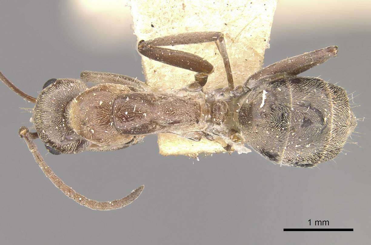 Imagem de Camponotus valdeziae Forel 1879