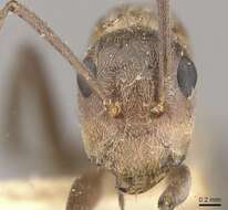 Imagem de Camponotus valdeziae Forel 1879