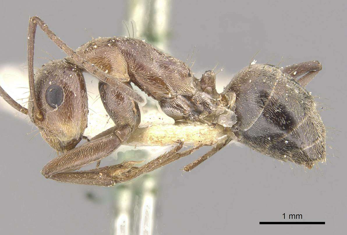 Imagem de Camponotus valdeziae Forel 1879