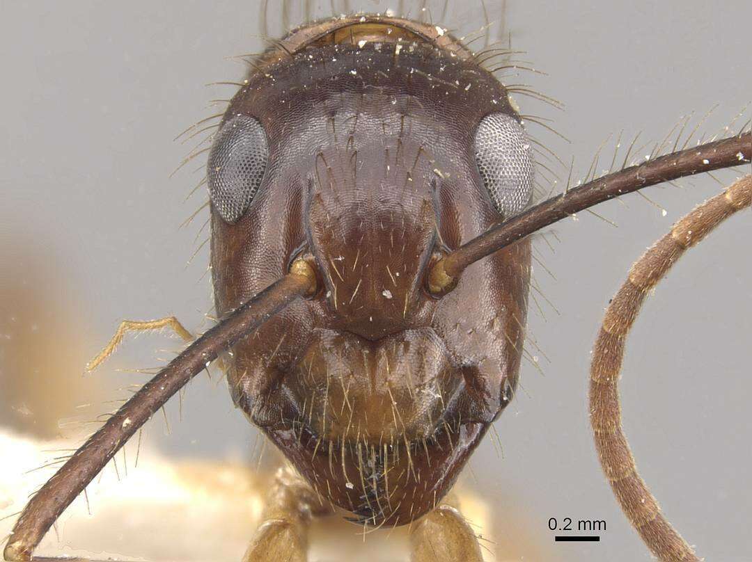 Image of Florida Carpenter Ant