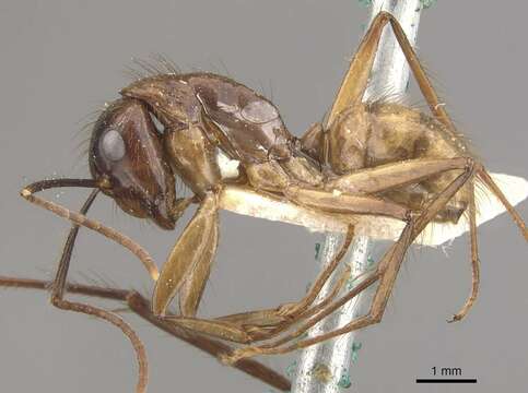 Image of Florida Carpenter Ant