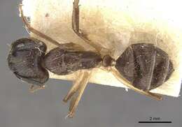 Image of Florida Carpenter Ant