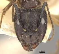 Image of Florida Carpenter Ant