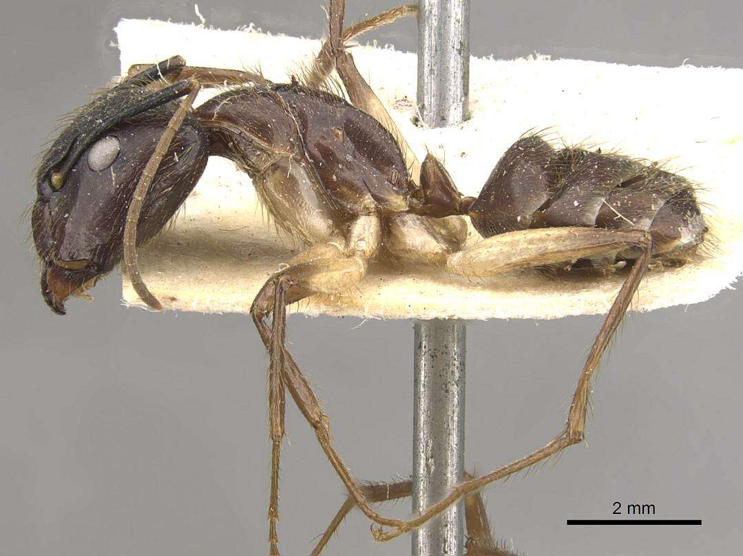 Image of Florida Carpenter Ant