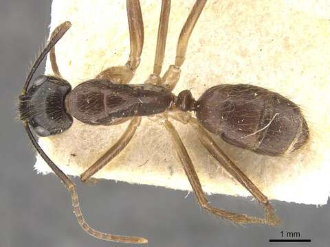 Image of Florida Carpenter Ant