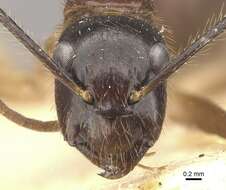 Image of Florida Carpenter Ant