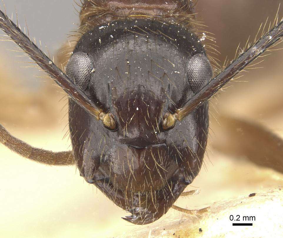 Image of Florida Carpenter Ant