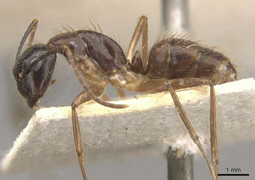 Image of Florida Carpenter Ant