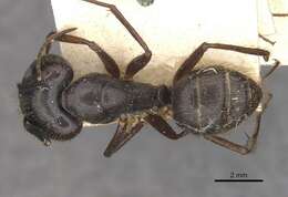 Image of Florida Carpenter Ant