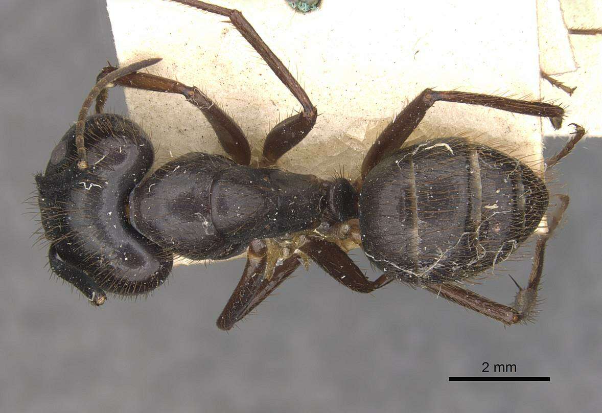 Image of Florida Carpenter Ant