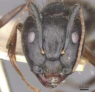 Image of Florida Carpenter Ant