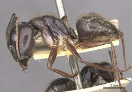 Image of Florida Carpenter Ant