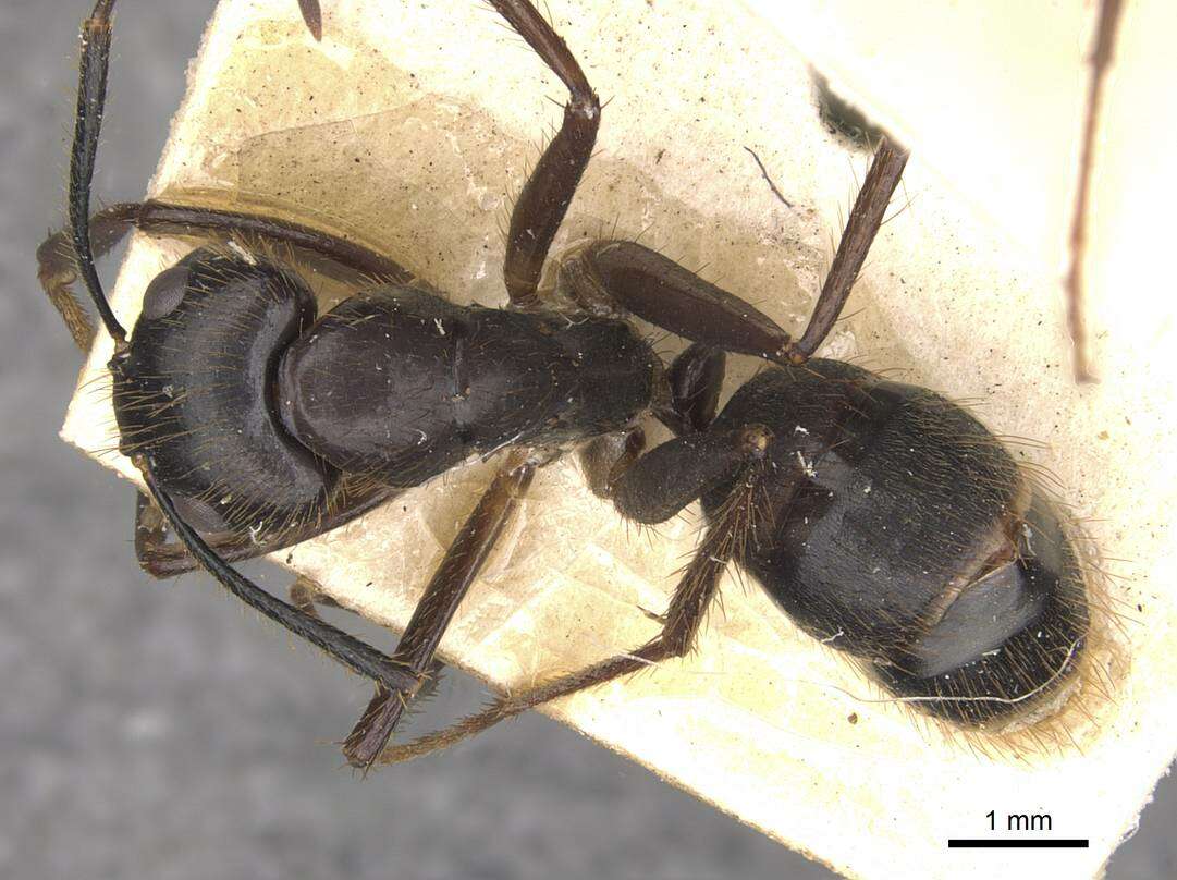 Image of Florida Carpenter Ant