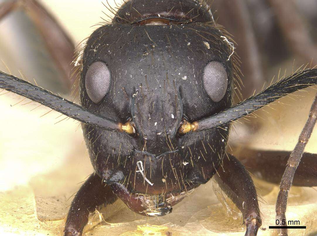 Image of Florida Carpenter Ant