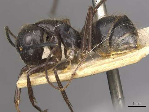 Image of Florida Carpenter Ant