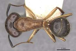 Image of Florida Carpenter Ant